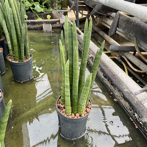 sanseveria geraardsbergen|Sanseveria 